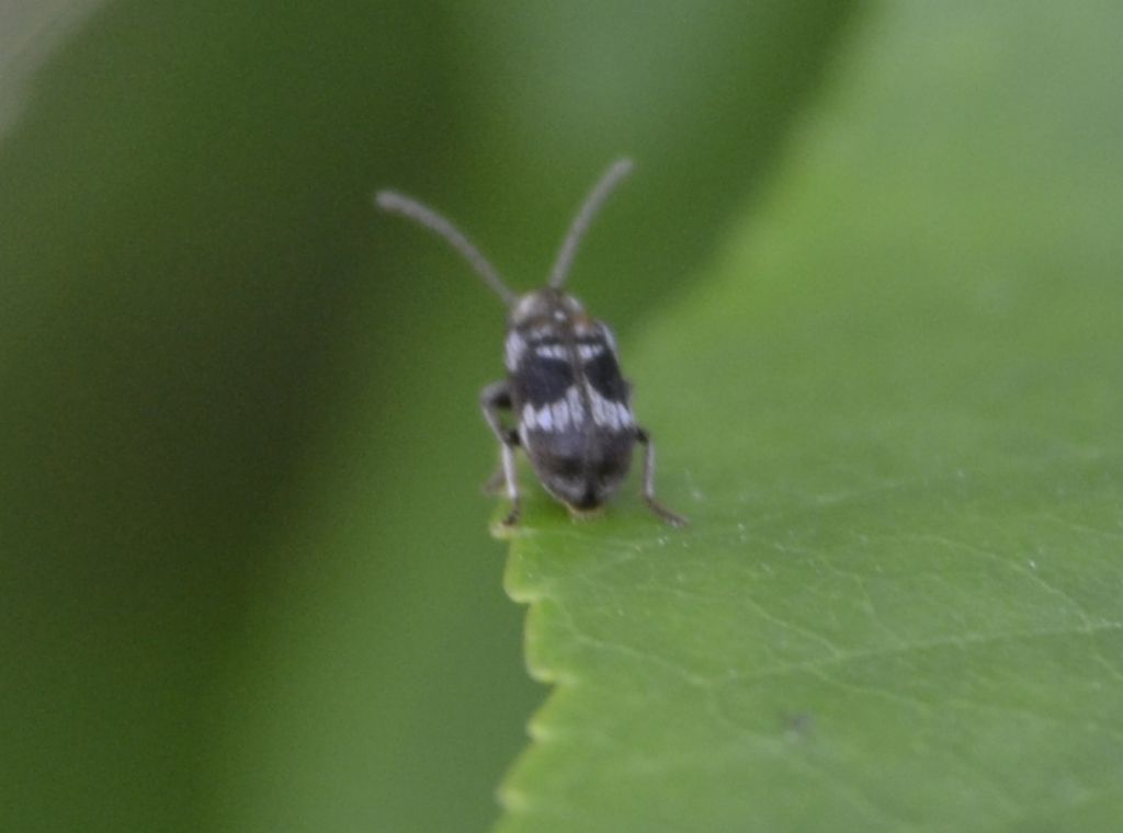 Ptinomorphus regalis (Anobiidae)